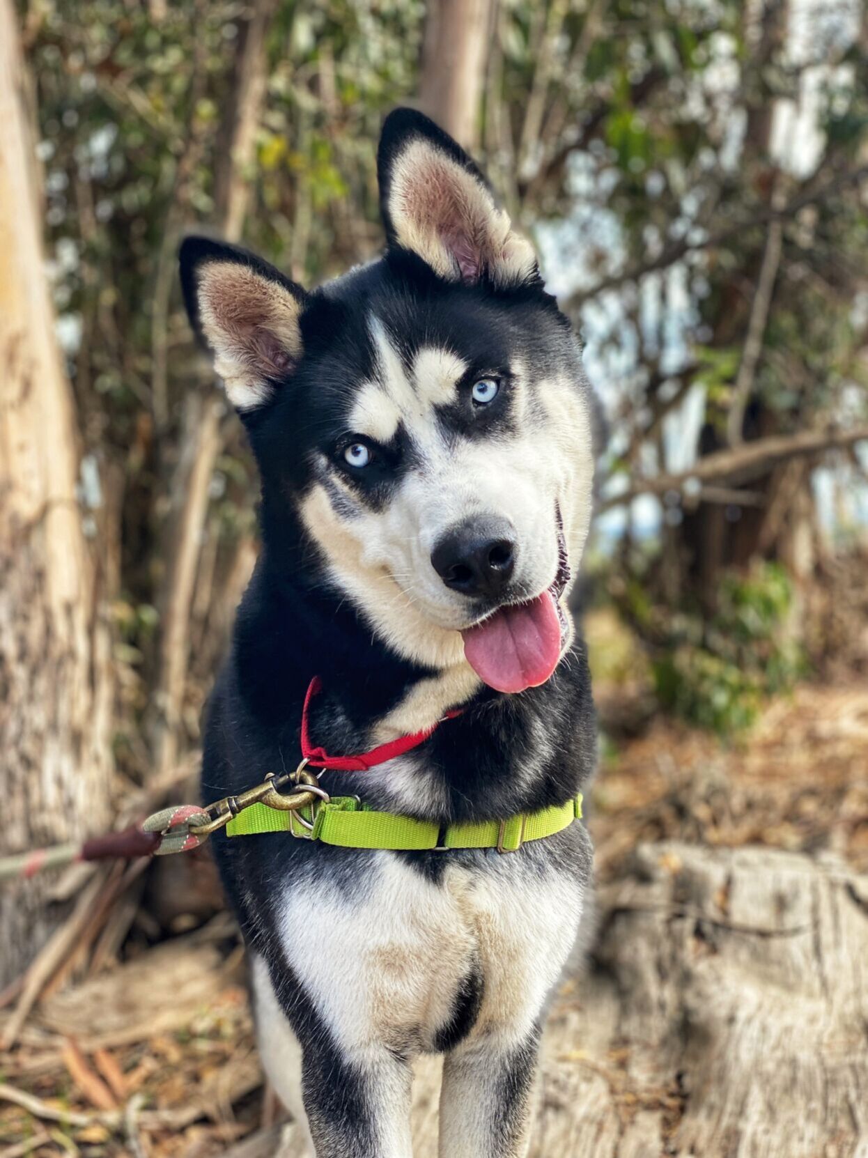 Baxter